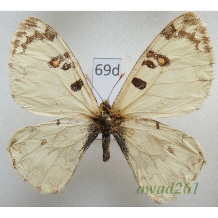 Hypermnestra helios Nickerl, 1846 Uzbekistan69d